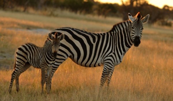 Zebra & young one