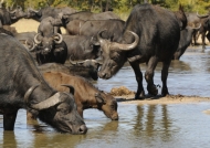 Parents with young Buffalo