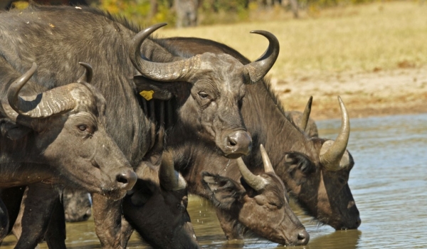 Buffaloes – Hwange NP