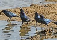 Cape Glossy Starlings