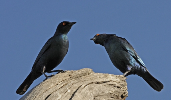 Cape Glossy Starlings