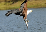 Fish Eagle with Tigerfish