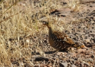Double-banded Sangrouse