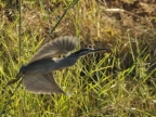 Green-backed Heron