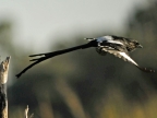 Magpie Shrike