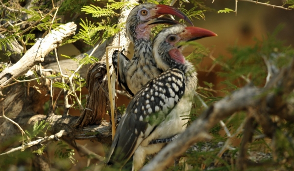 Red-billed Hornbill with chick