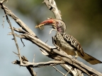 Hornbill with grasshopper