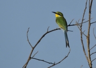 Swallow-tailed Bee-eater
