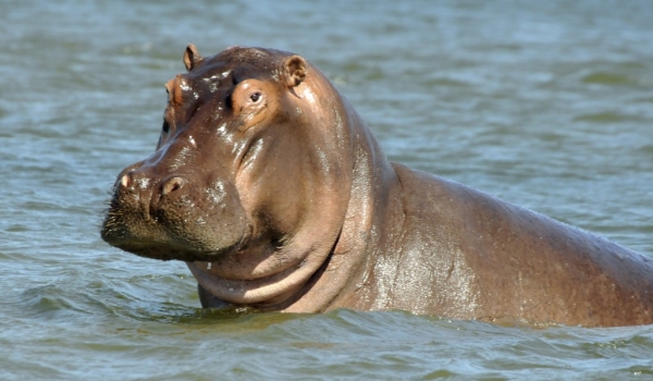 Inquisitive Hippo