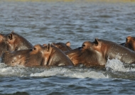 Hippos bathing