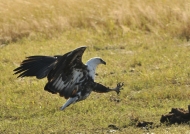 Immature Fish Eagle