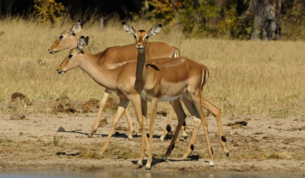 Impalas at Waterhole