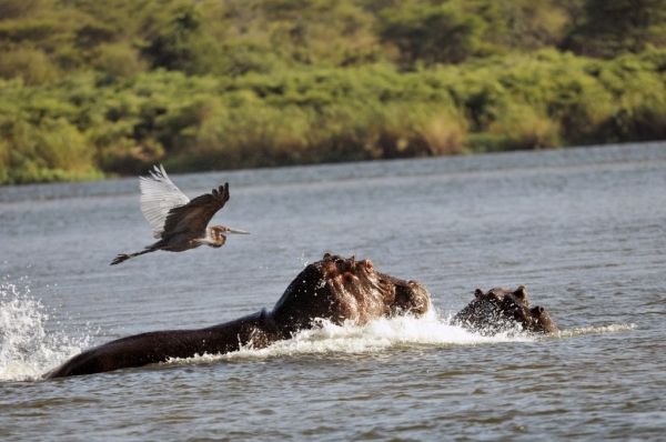 ZIMBABWE – Goliath Heron on the Lower Zambezi River