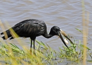 Open-billed Stork & mussel