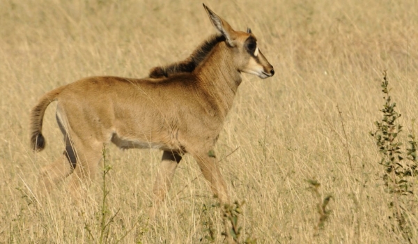 Young Sable Antelope