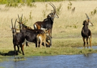 Sable Antelopes