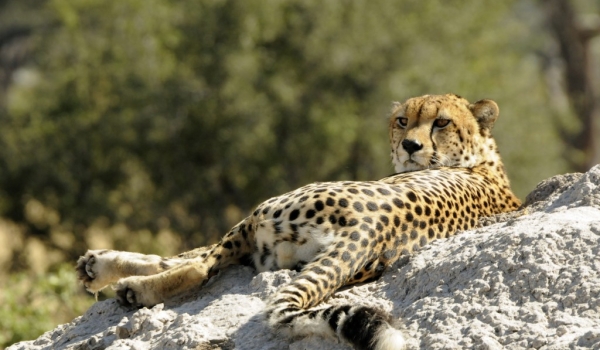 Cheetah peering at rest