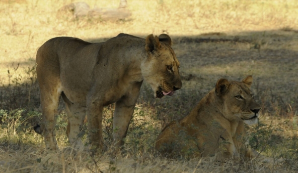 Females lions meeting again