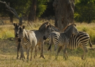 Group of Zebras