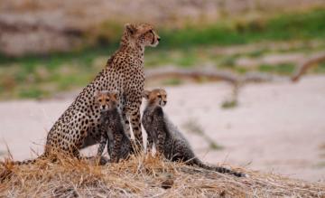 South Tanzania – Cheetah with cubs
