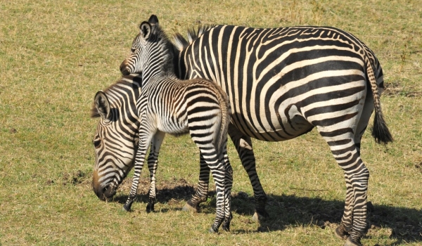 Female Zebra with its Foal