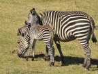 Female Zebra with its Foal