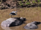 Grey Heron on Hippo