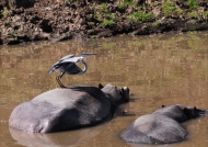Grey Heron on Hippo