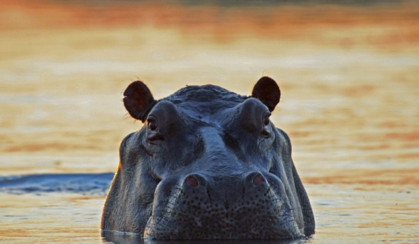 Hippo at Sunset