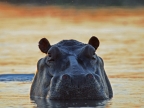 Hippo at Sunset