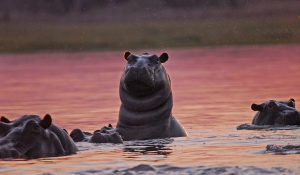 Hippos at Sunset