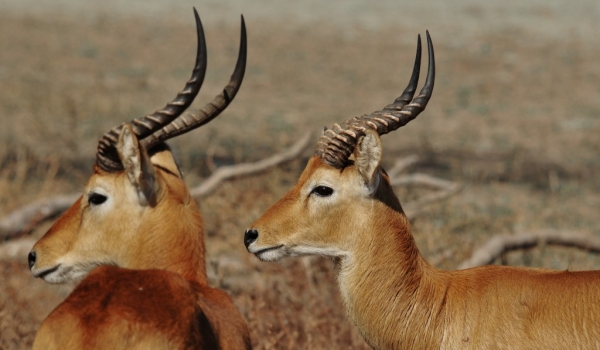 Male impalas