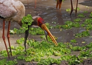 Yellow-billed Stork (new style)