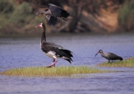 Spur-winged Goose & Ibis