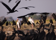 Yellow-billed Storks/Openbills