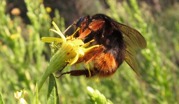 Bumblebee on Aromatic Inula