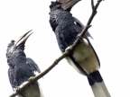 B & W Casqued Hornbills