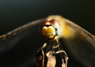 Corsica – Dragonflies