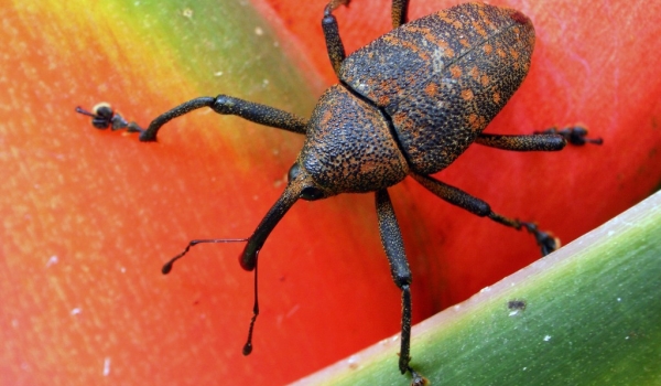 Curculionid Beetle