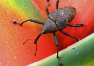 Curculionid Beetle