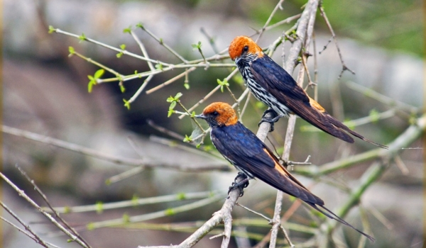 Lesser Striped Swallows