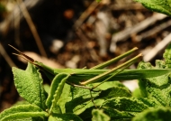 Nosed grasshopper