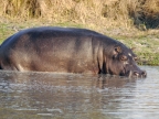 Hippo before « rolling »