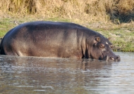 Hippo before « rolling »