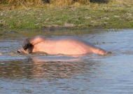 « Rolling » Hippo