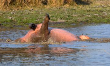 Zambia – Strange Hippo in Kafue NP.