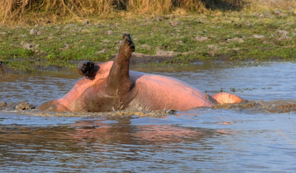 « Rolling » Hippo