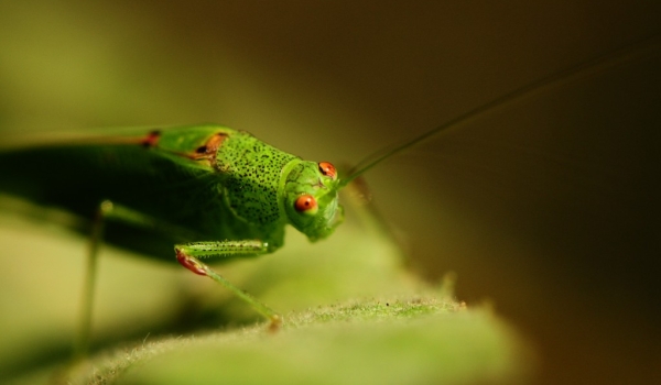 Sickle-bearing Bush-cricket