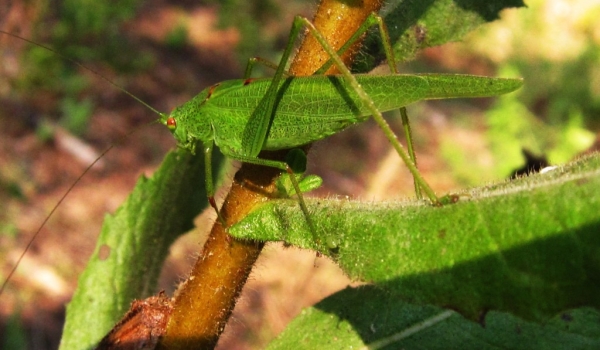 Sickle-bearing Bush-cricket