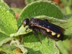 Wasp (Cerceris sp.)